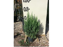 Γιουνίπερους stricta - Juniperus chinensis stricta