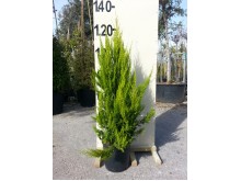 Κυπαρίσσι leylandii - Cupressocyparis x leylandii