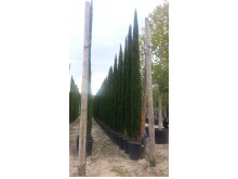Κυπαρίσσι ελληνικό - Cupressus sempervirens