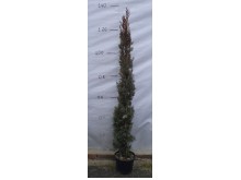 Κυπαρίσσι leylandii - Cupressocyparis x leylandii