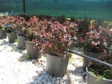 Αγγελική νάνα - Pittosporum tobira nanum