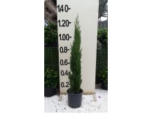 Κυπαρίσσι leylandii - Cupressocyparis x leylandii