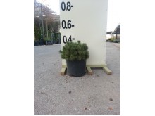 Πεύκο mugo - Pinus mugo mughus