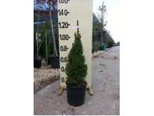 Ταξός media hillis - Taxus x media hillis