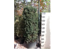 Ταξός media hillis - Taxus x media hillis
