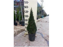 Τούγια pyramidalis aurea - Thuja pyramidalis aurea