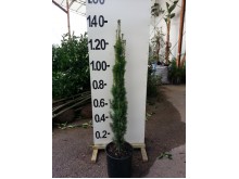 Ταξός baccata fastigiata - Taxus baccata fastigiata