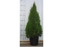 Τούγια pyramidalis aurea - Thuja pyramidalis aurea
