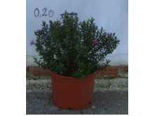 Βεστρίγγια - Westringia fruticosa