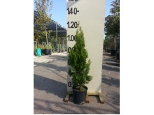 Τούγια pyramidalis aurea - Thuja pyramidalis aurea