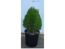Τούγια σφαίρα aurea - Thuja compacta aurea nana