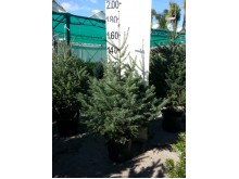 Έλατο Κεφαλληνίας - Abies cephallonica