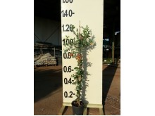 Αμπέλοψη - Parthenocissus quinquefolia