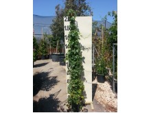 Πανδορέα - Pandorea jasminoides