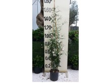 Γιασεμί αράπικο - Jasminum officinalis