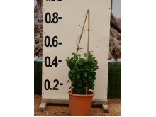 Σολάνο - Solanum jasminoides