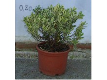 Βεστρίγγια - Westringia fruticosa