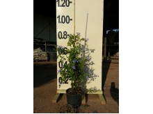 Μπλουμπάγκο - Plumbago auriculata