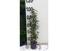 Σολάνο - Solanum jasminoides