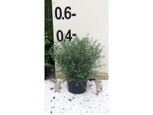 Αγγελική silverqueen - Pittosporum tenuifolium silverqueen