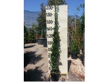 Ρυγχόσπερμα - Trachelospermum jasminoides