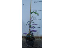 Χαντεμπέργκια - Hadebergia sp.