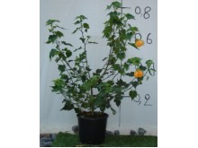 Αβούτιλο - Abutilon hybridum