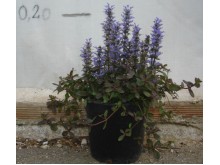 Αλτερναθέρα - Alternathera dentata