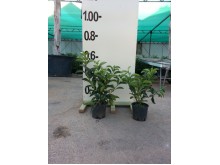 Δωδωναία purpurea - Dodonaea purpurea