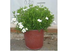 Γκαζάνια έρπουσα - Gazania rigens