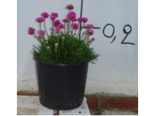 Αρμέρια - Armeria maritima