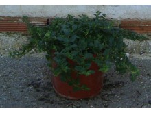 Βερβέρνα peruviana - Verbena peruviana