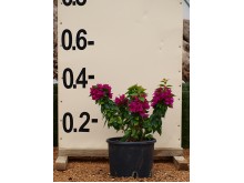 Ιβίσκος σινικός - Hibiscus sinensis (Ιβίσκος της Χαβάης)