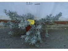 Πολύγαλα - Polygala myrtifolia