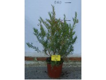 Ερεμόφυλλο nivea - Eremophila nivea