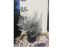 Ερεμόφυλλο nivea - Eremophila nivea