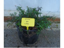 Σάλβια leucantha - Salvia leucantha