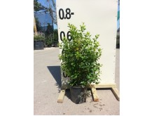 Ευγενία newport - Eugenia myrtifolia newport