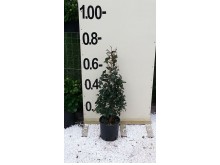 Ευγενία etna - Eugenia etna fire