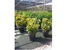 Πολύγαλα - Polygala myrtifolia
