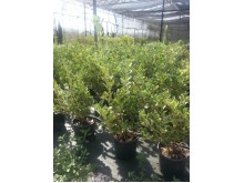 Ευώνυμο aurea - Euonymus jap. elegantissimus aurea