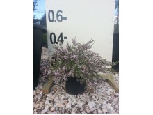 Θρυπτομένη - Thryptomene saxicola