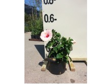 Ιβίσκος σινικός - Hibiscus sinensis (Ιβίσκος της Χαβάης)