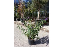 Αγγελική νάνα - Pittosporum tobira nanum