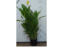 Ημεροκάλλις - Hemerocallis sp.