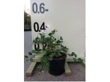 Μπαρλέρια - Barleria sp.