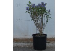 Καρυοπτέρη - Caryopteris heavenly blue