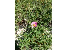 Κίστος - Cistus sp. (Λαδανιά)