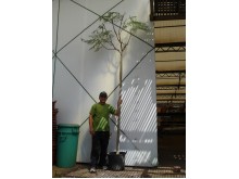 Ακακία dealbata - Acacia dealbata