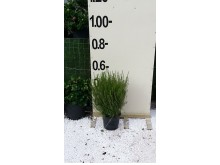 Κολεόνεμα - Coleonema pulchrum